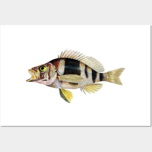 Musical Fish in G Flat Posters and Art